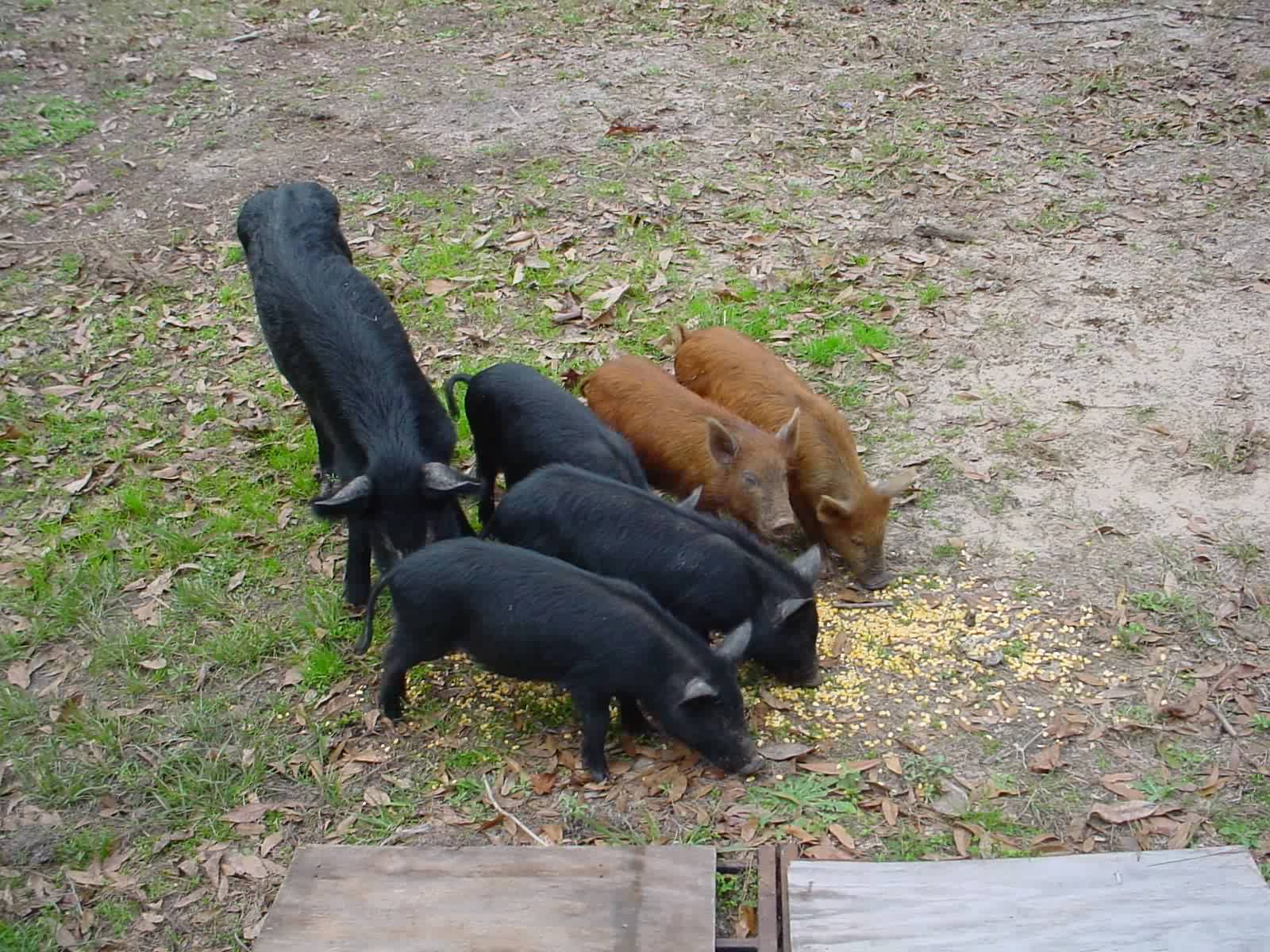 Wild
                          Pigs